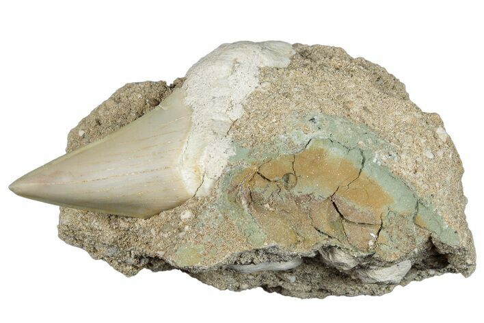 Otodus Shark Tooth Fossil in Rock - Morocco #292008